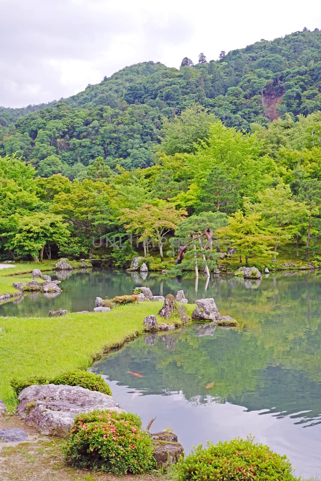 The vertical green plants, mountain, fish, lake with reflection in Japan zen garden