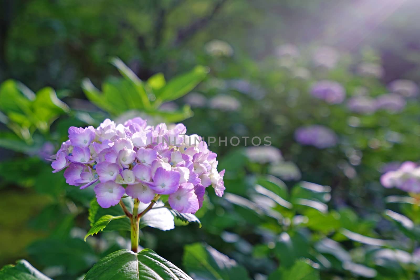 The close up of purple hydrangea flower with green leaves in Japan outdoor garden