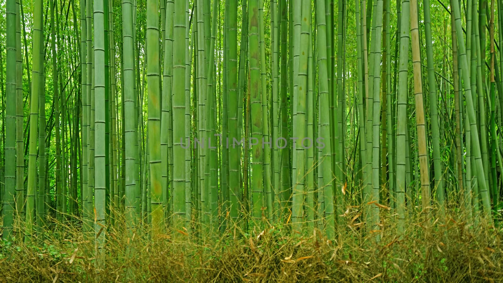 The green bamboo plant forest in Japan zen garden