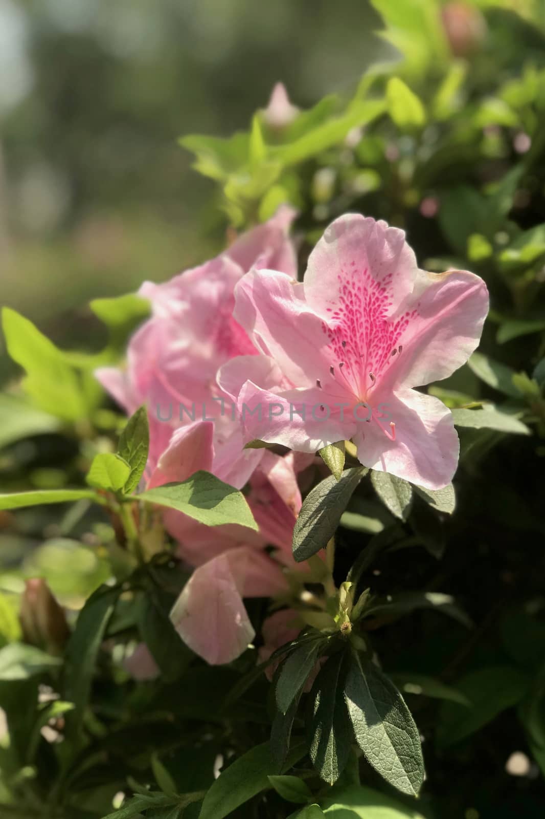 Closeup pink flowers with leaves in outdoor garden by cougarsan