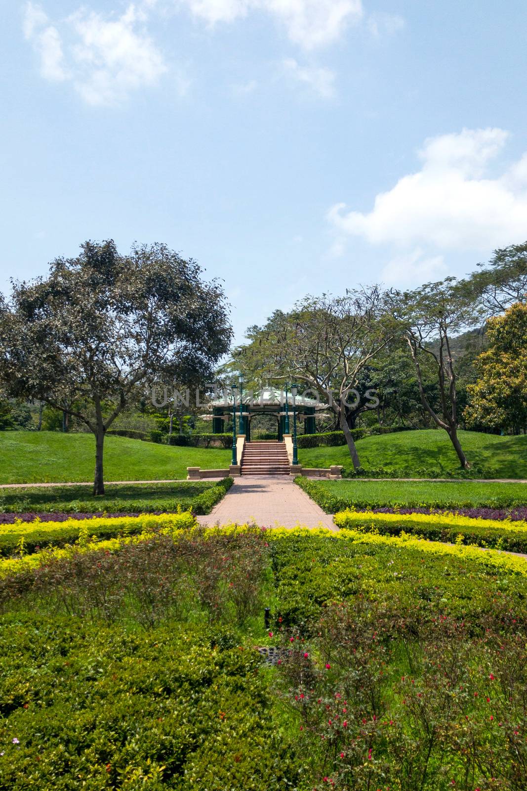 Green plant, tree, footpath in the park at daytime