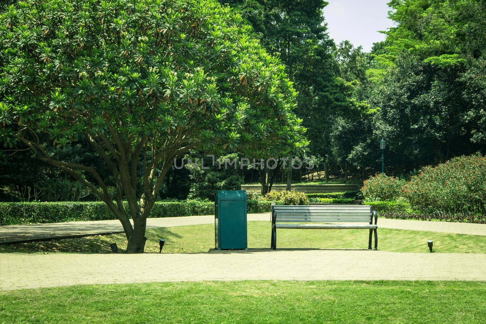 Green tree, plants and wooden bench in the public park