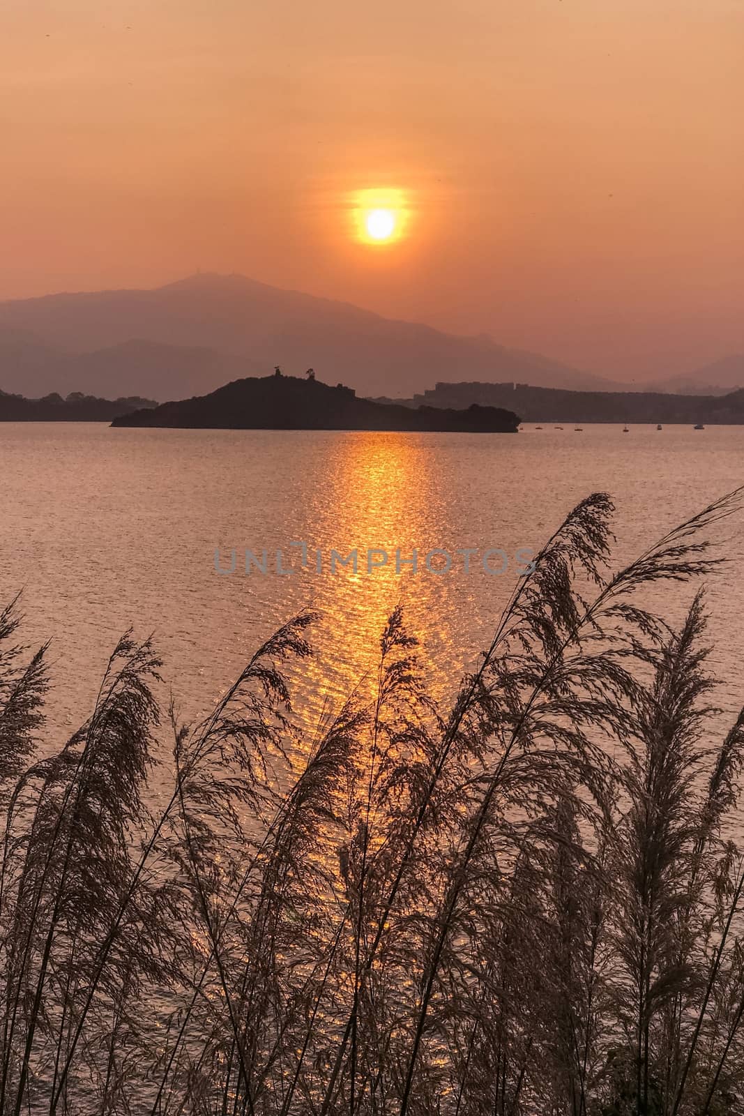 The silhouette of plant, mountain, ocean and the sun at sunset