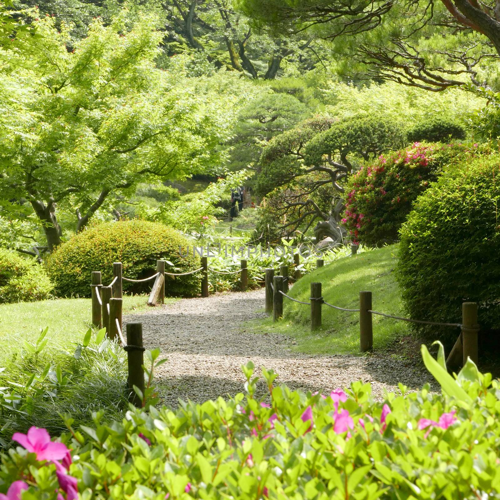 Pink flowers, green plants, bridge, footpath in countryside by cougarsan