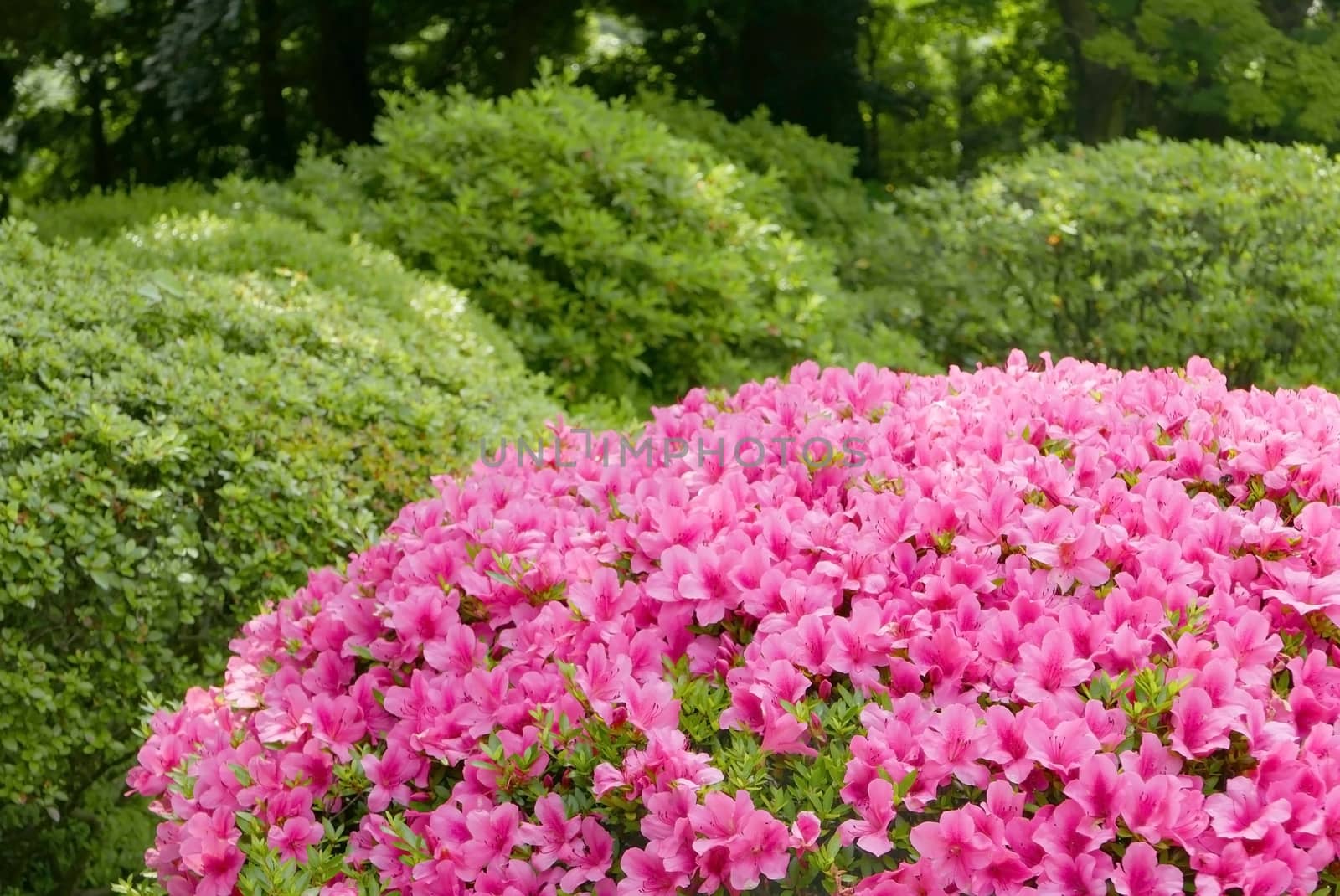 Pink flower, green plant and tree in the Japan public park