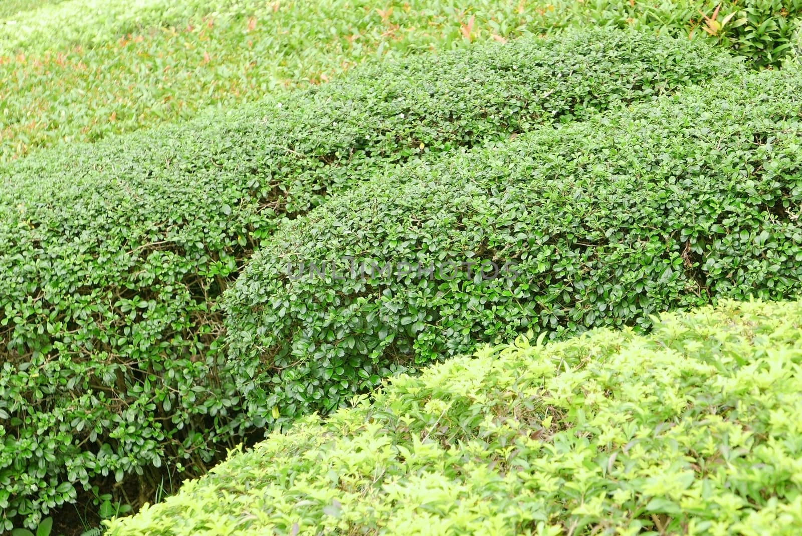 Closeup outdoor green gardening plants in the park 