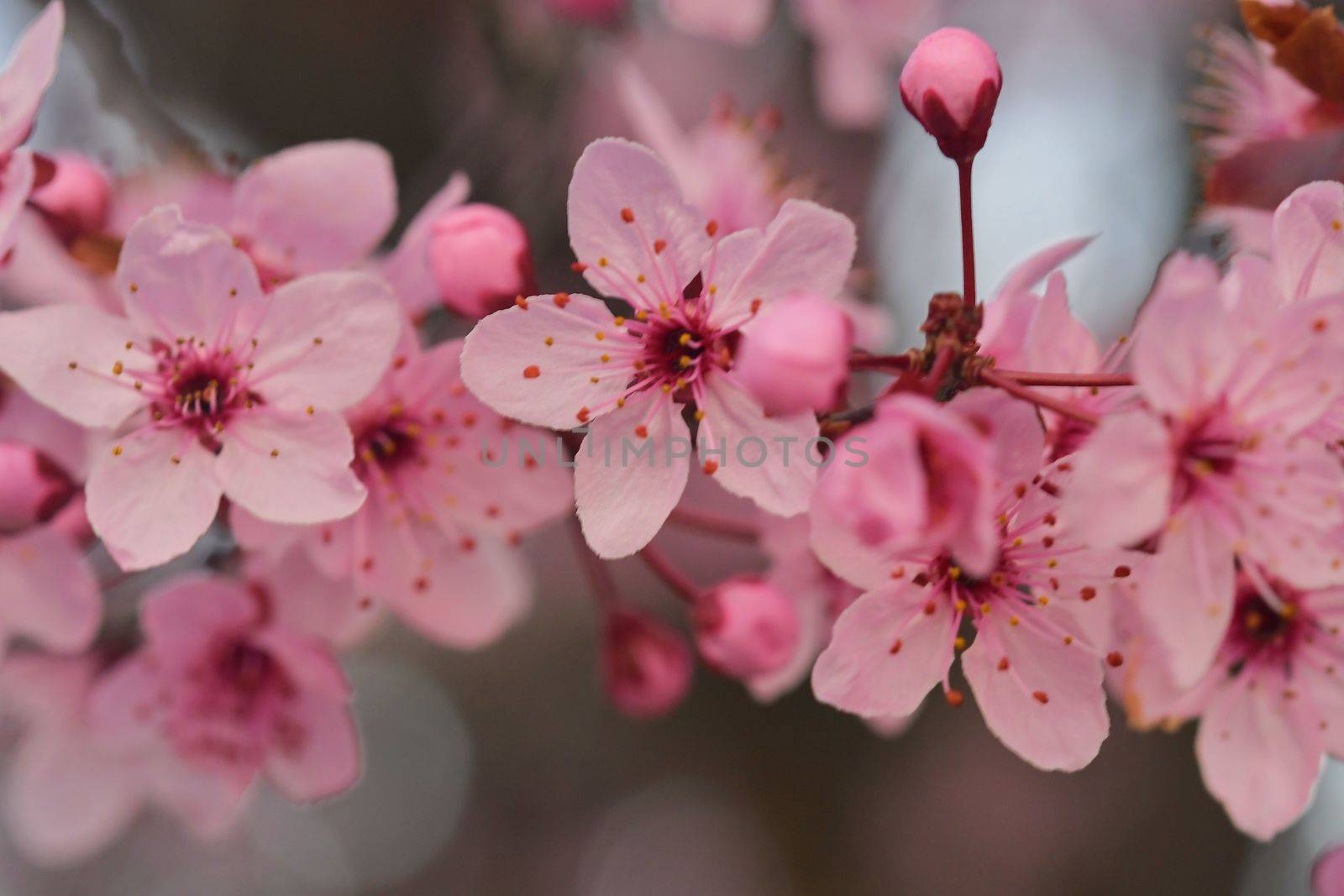 Close-up image of the blossom on a Prunus serrulata, flowering cherry tree. Spring time. by roman_nerud