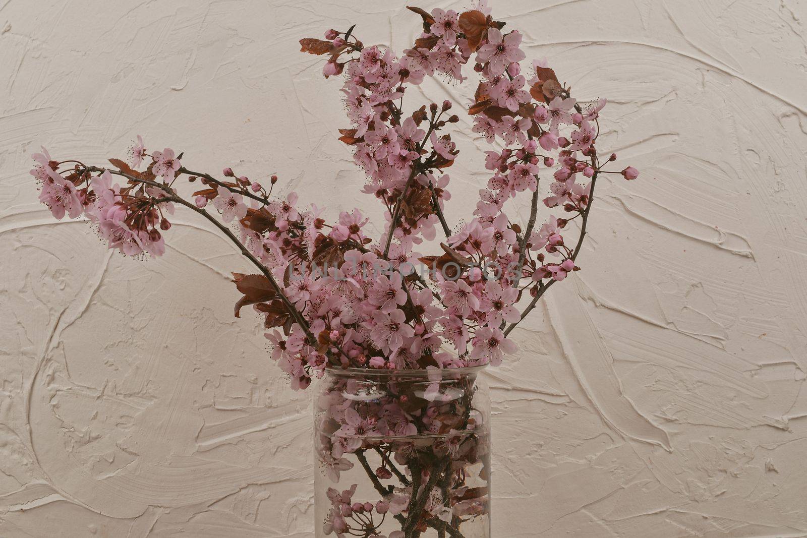 Pink flowering twigs in the vase. Sakura indoors. Blooming spring concept. Minimalism concept. White textured background, retro haze