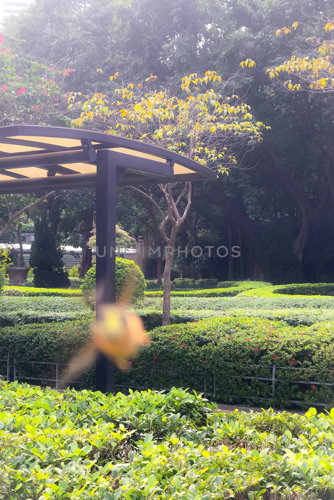 Vertical green plant and flying insect in park by cougarsan