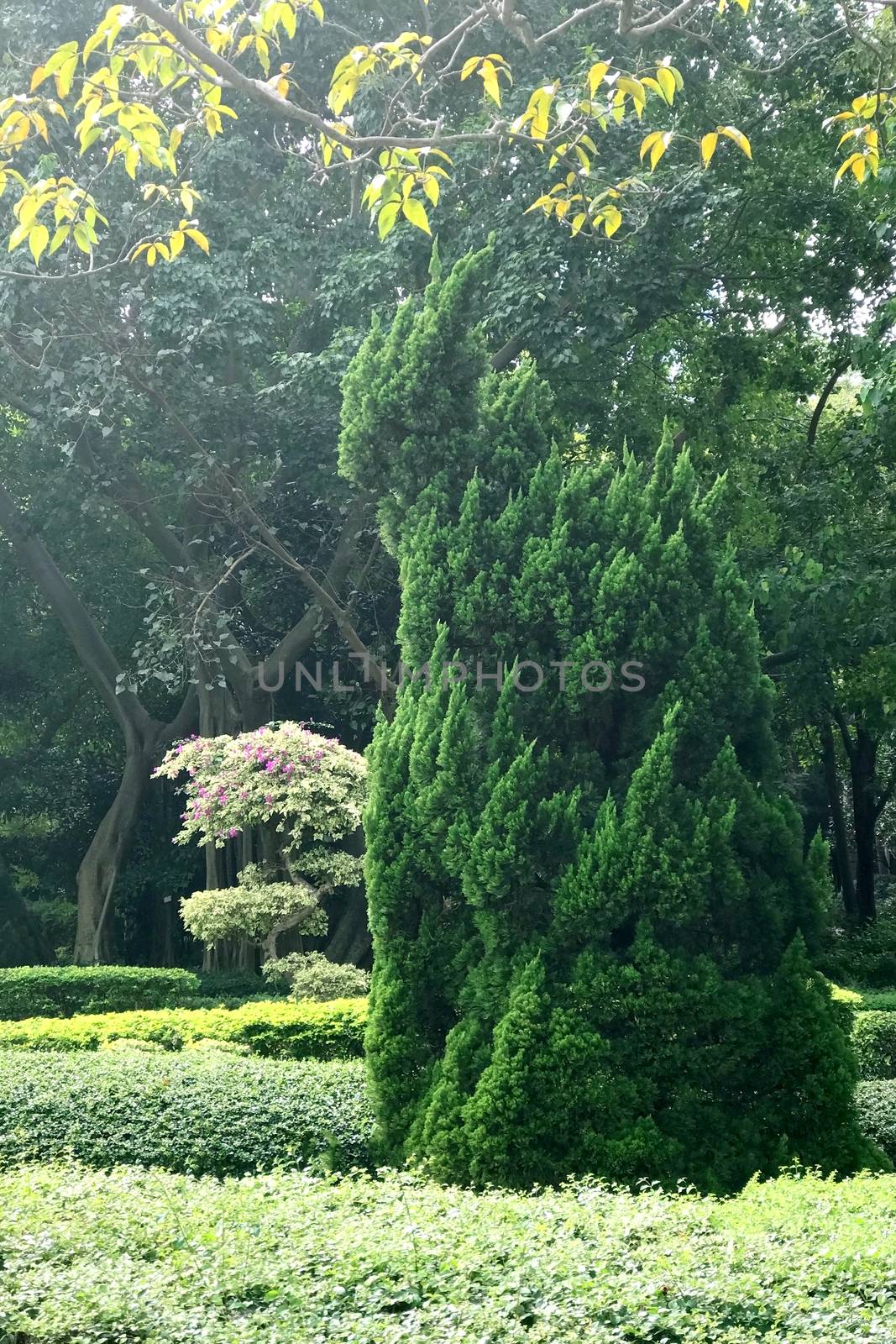Vertical green plant and tree in the public garden