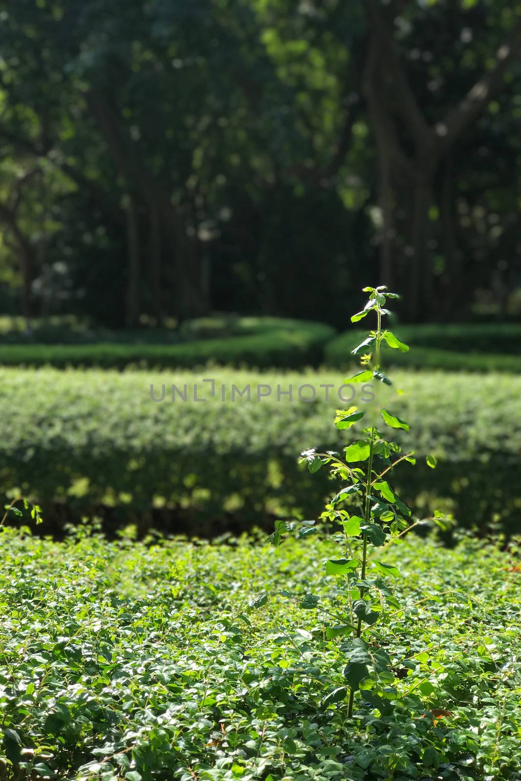 single green plant and tree background in the public garden