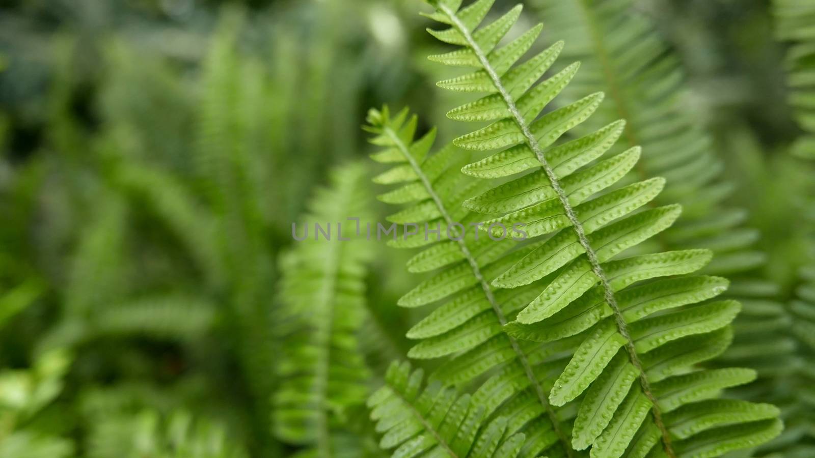 closeup green leaf with the plant background