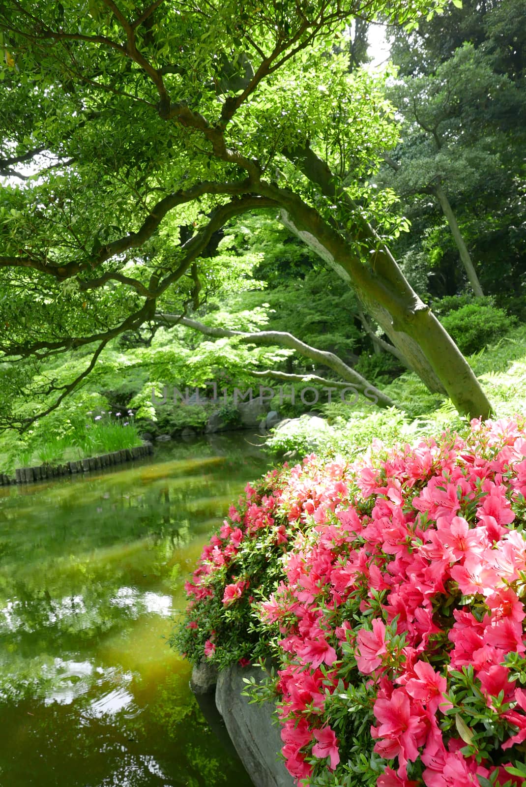 Outdoor pink flower plant near garden water pond by cougarsan