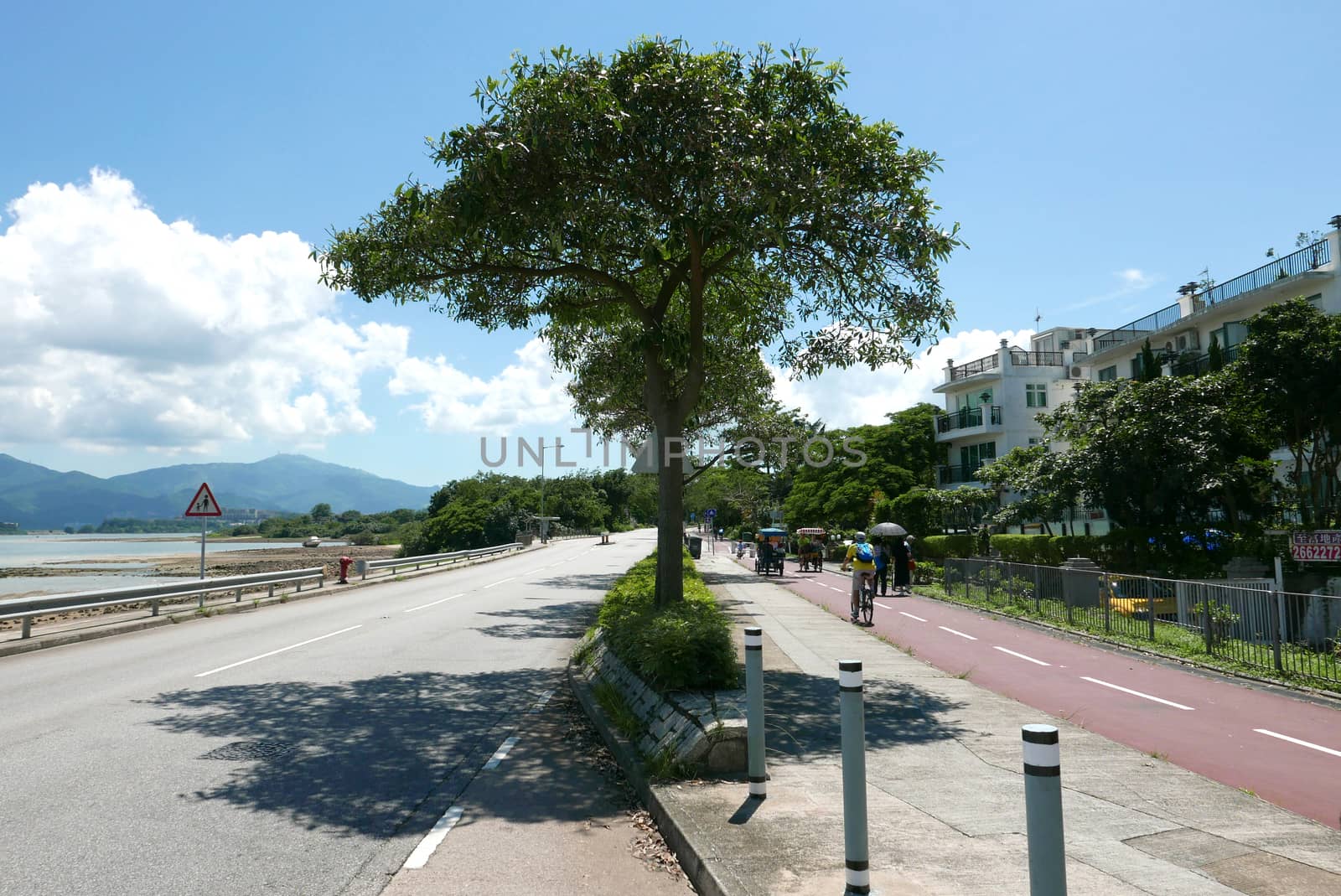 Car road and bicycle lane with the green tree
