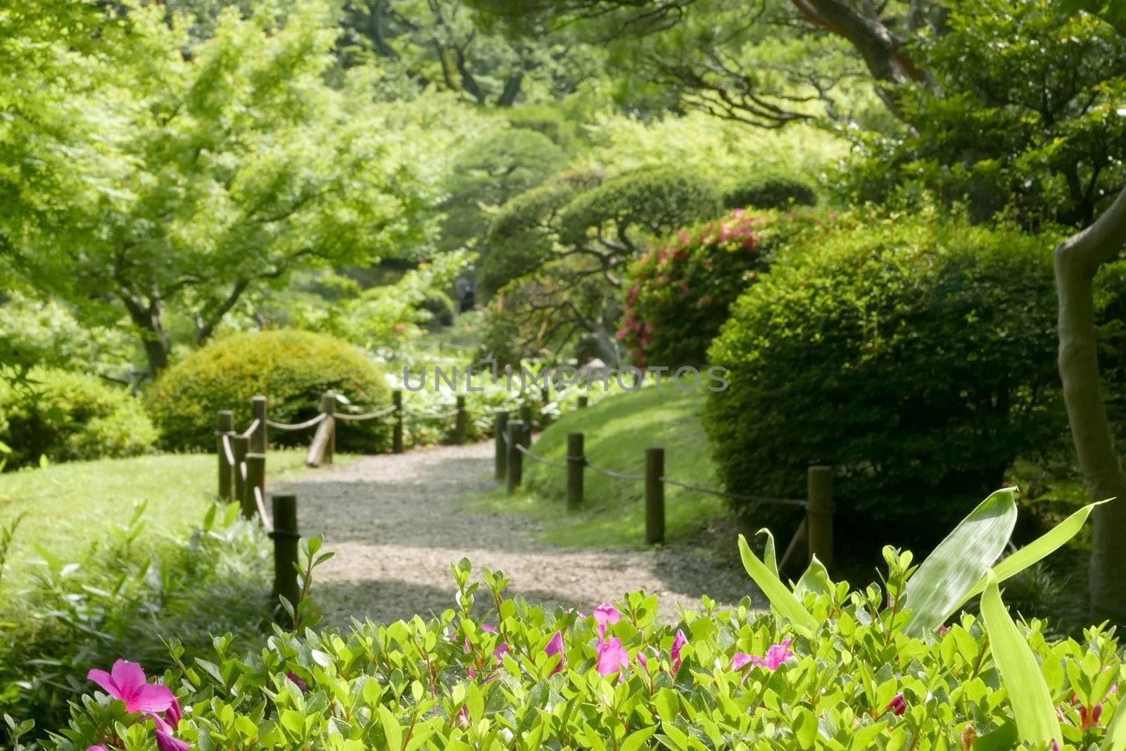 Pink flowers, green plants, tree, footpath in the zen park