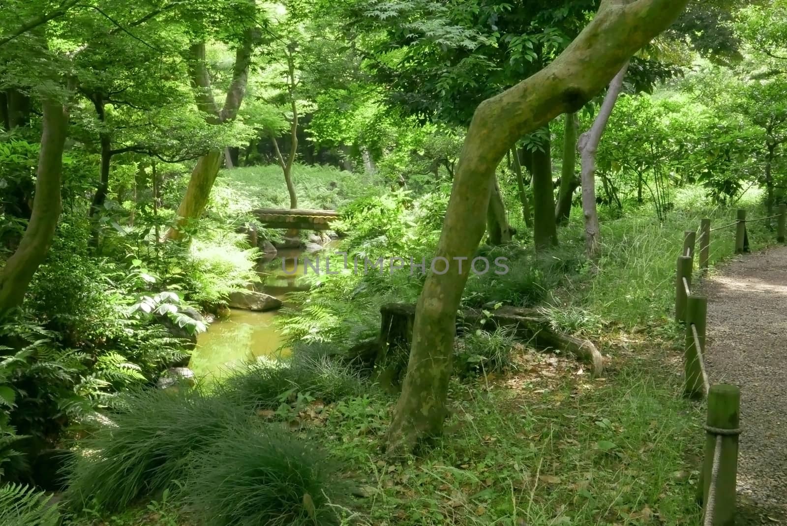 Trees, river and bridge in the Japanese garden