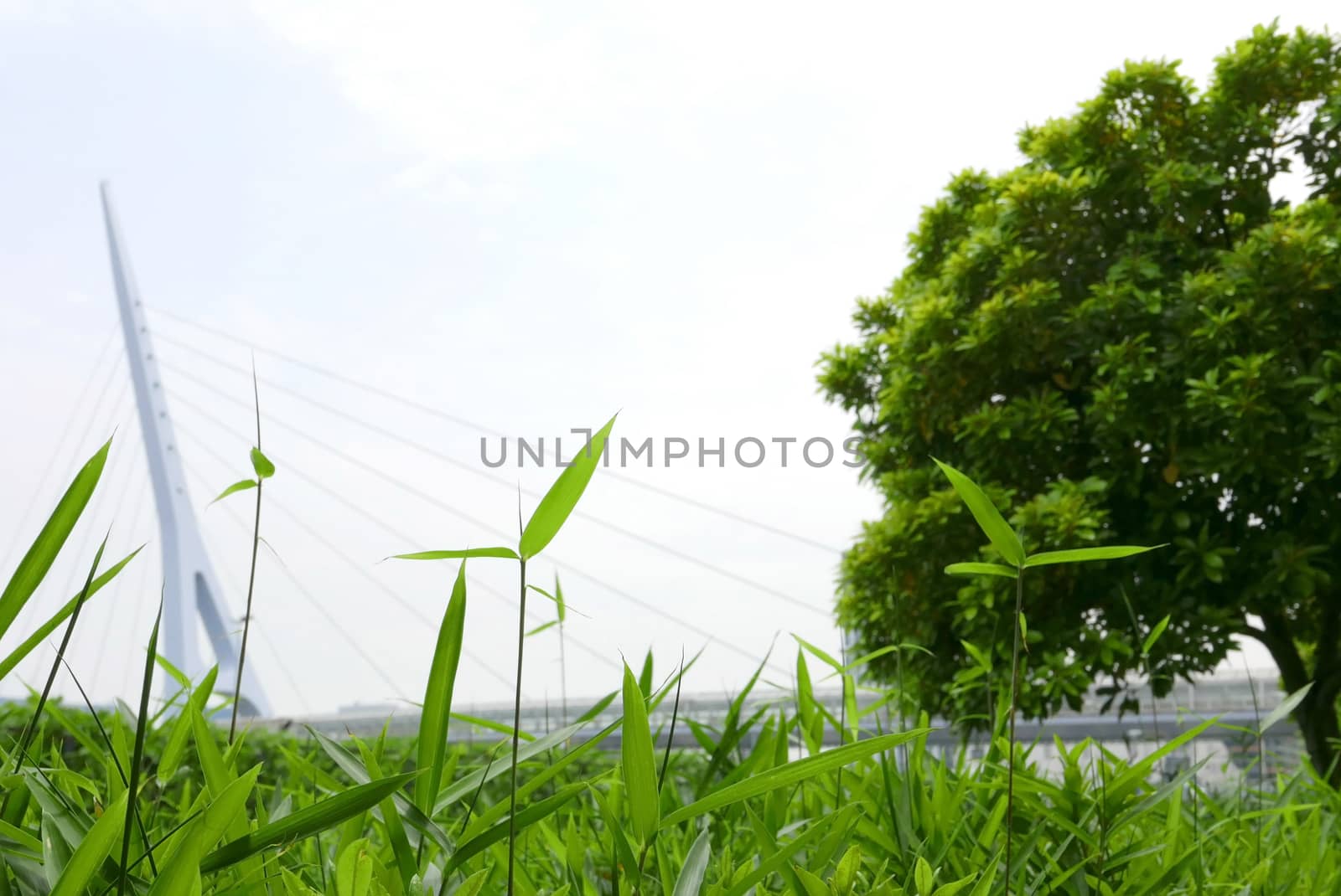 Green leaves, trees and plants near the bridge