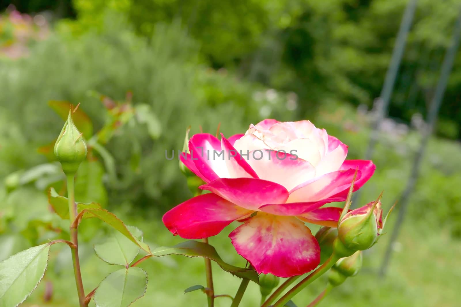 Red flower and green plant in backyard garden by cougarsan