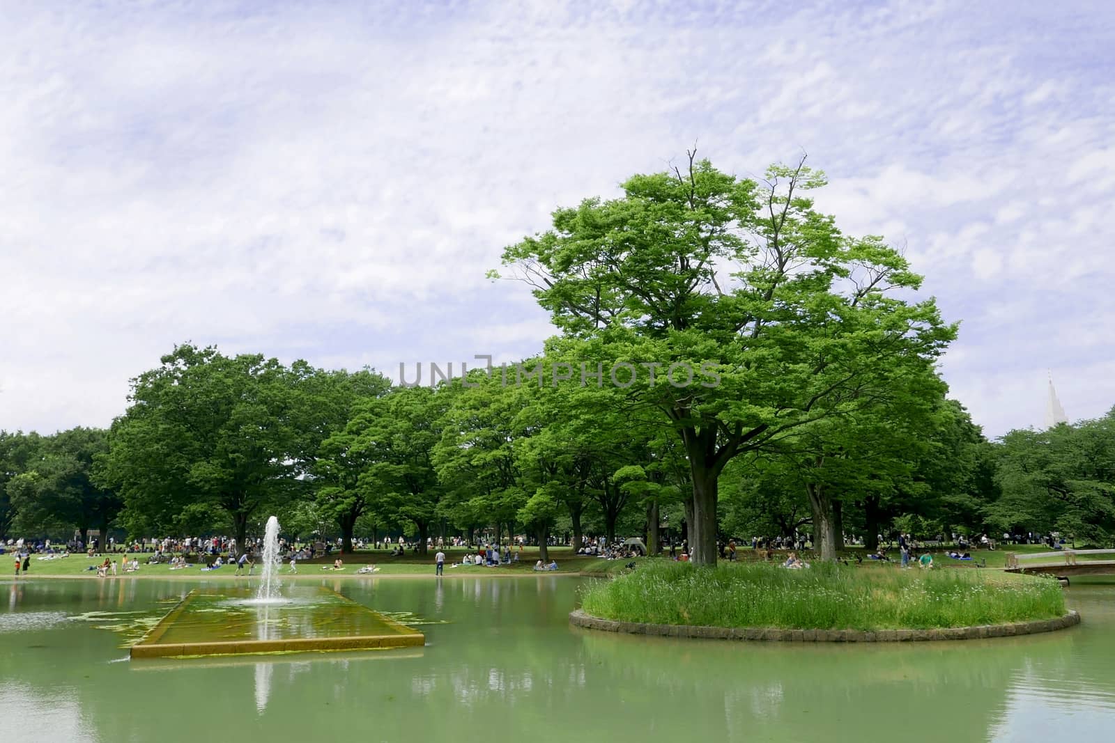 Blue sky, green and water pond in Japan public park by cougarsan