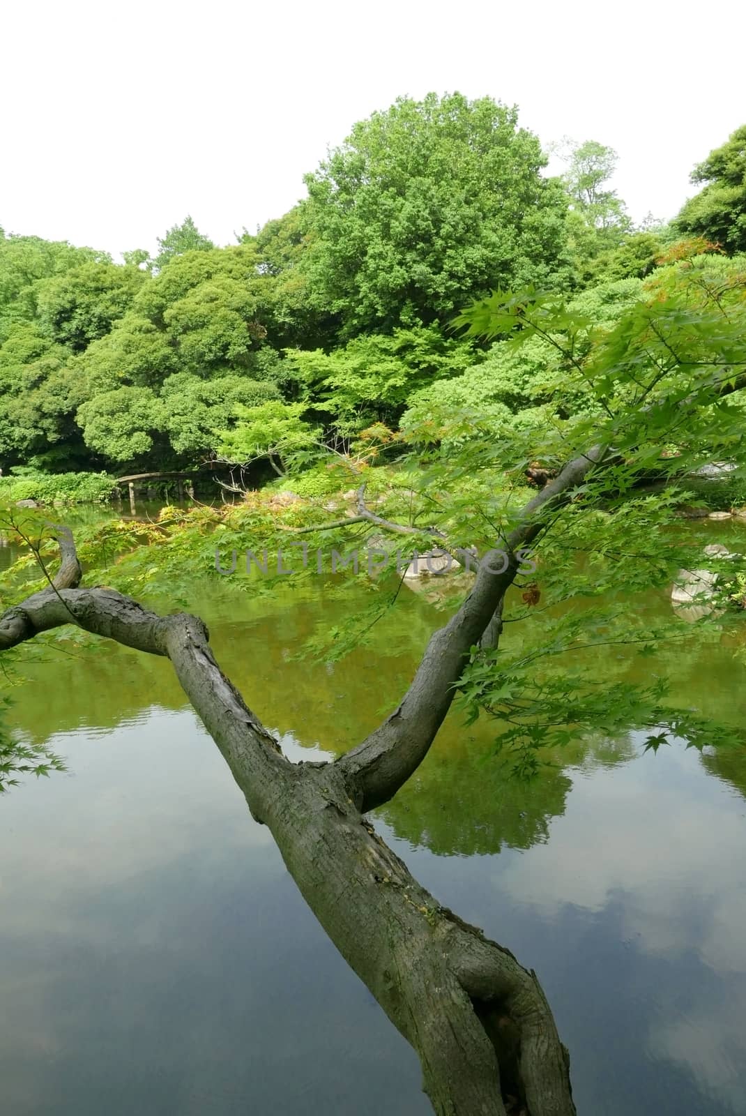 Vertical green tree and water pond in Japan public park