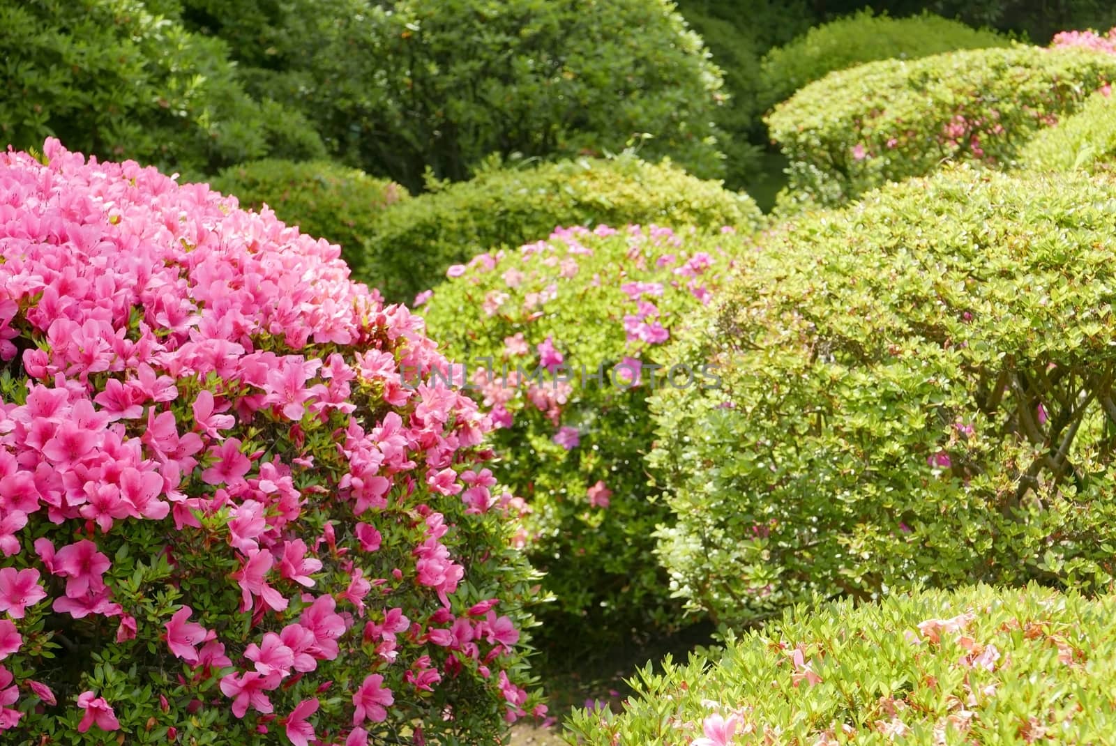 Pink flower, green plant and tree in the Japan public park