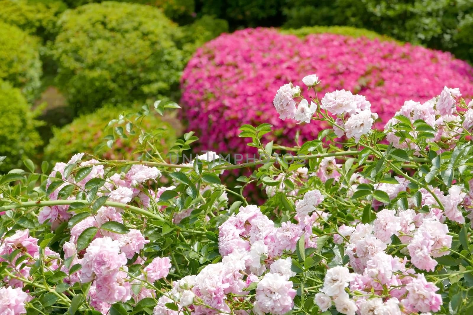 Pink and white flora closeup in backyard by cougarsan