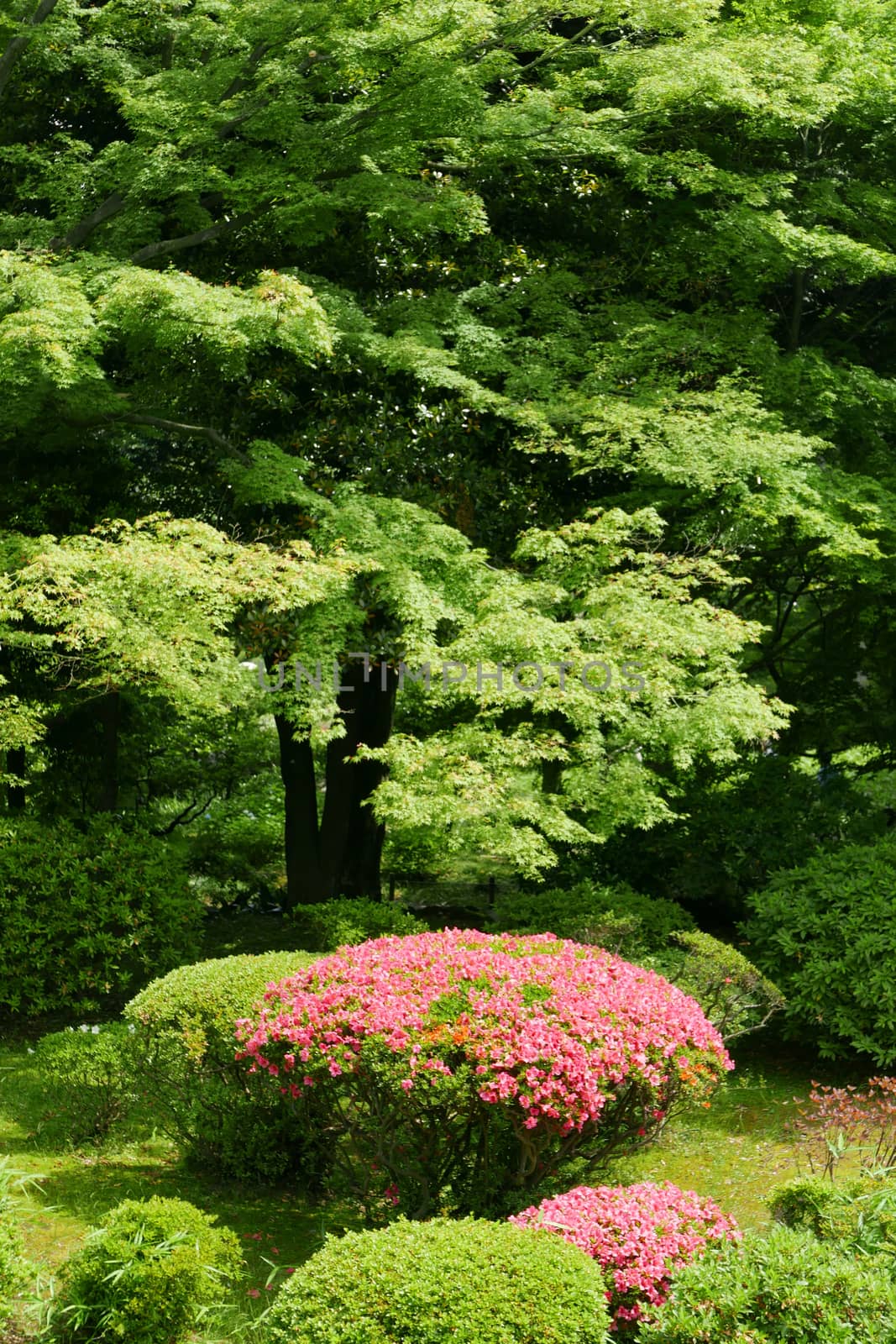 Vertical pink flower, green plant and tree in the Japan public park