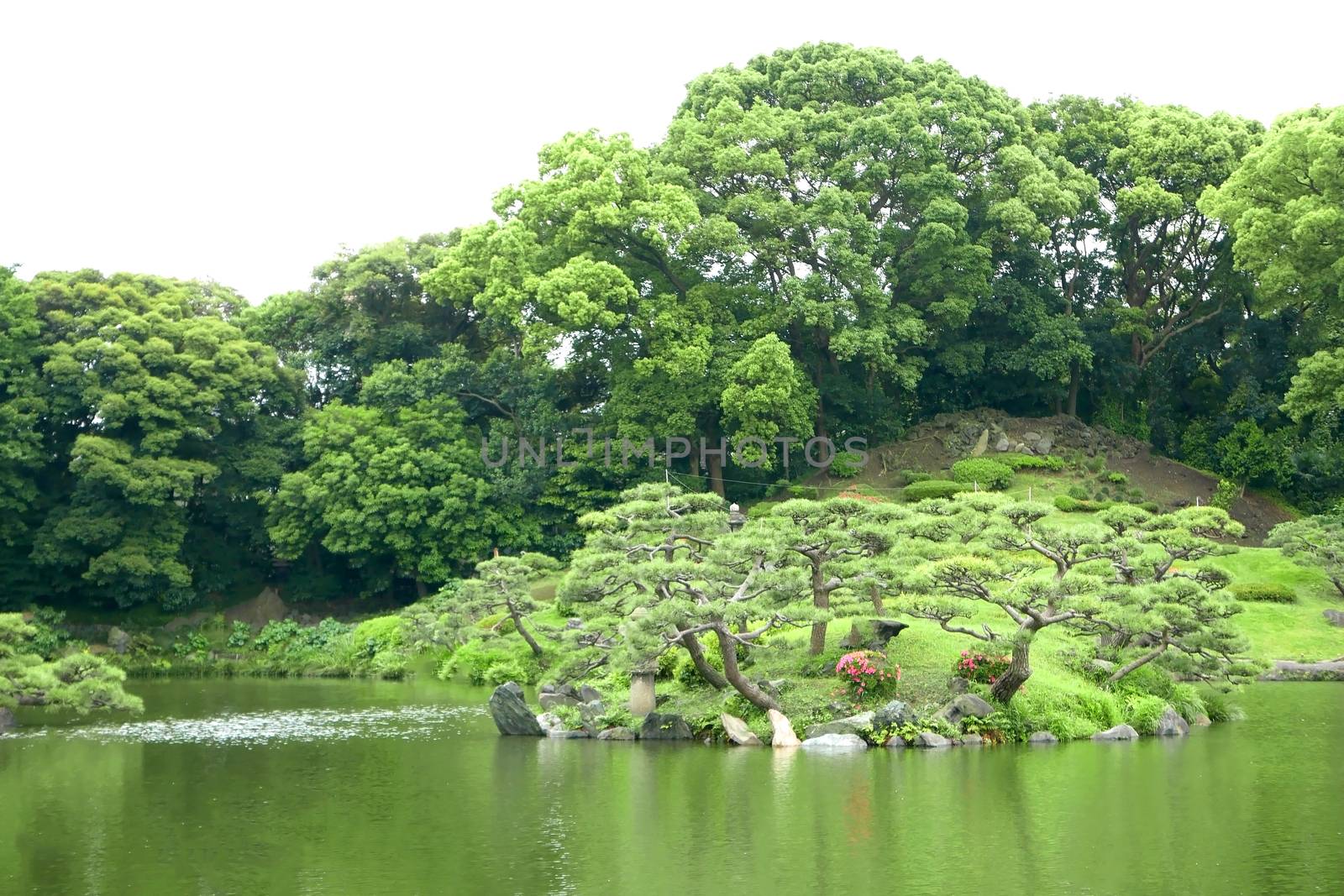 Lake, green tree and plant in zen garden by cougarsan