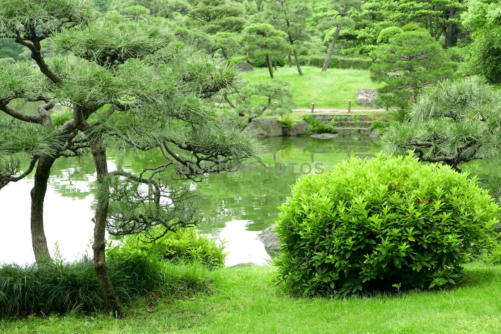 Green plant, tree and lake in zen garden by cougarsan