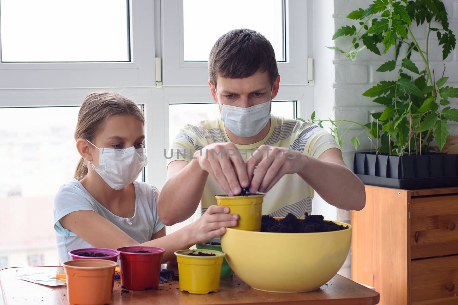 Dad and quarantined girl in medical masks pour earth into pots by Madhourse