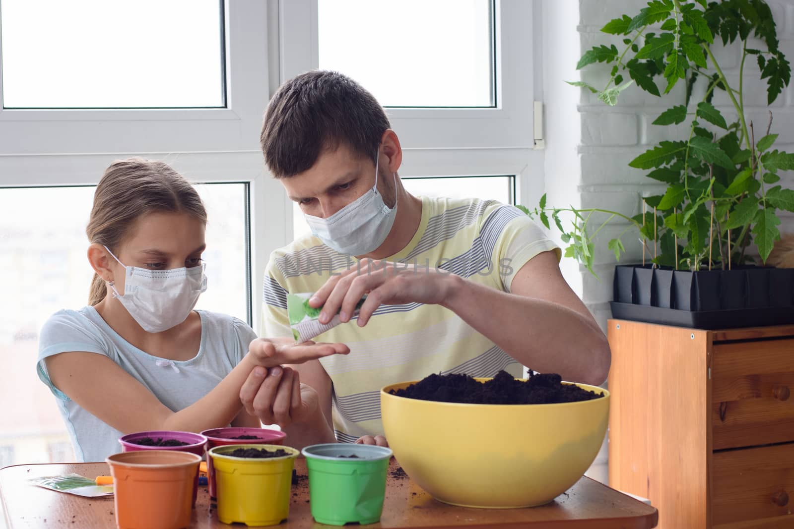 Dad and daughter in quarantine at home, planting plants in pots