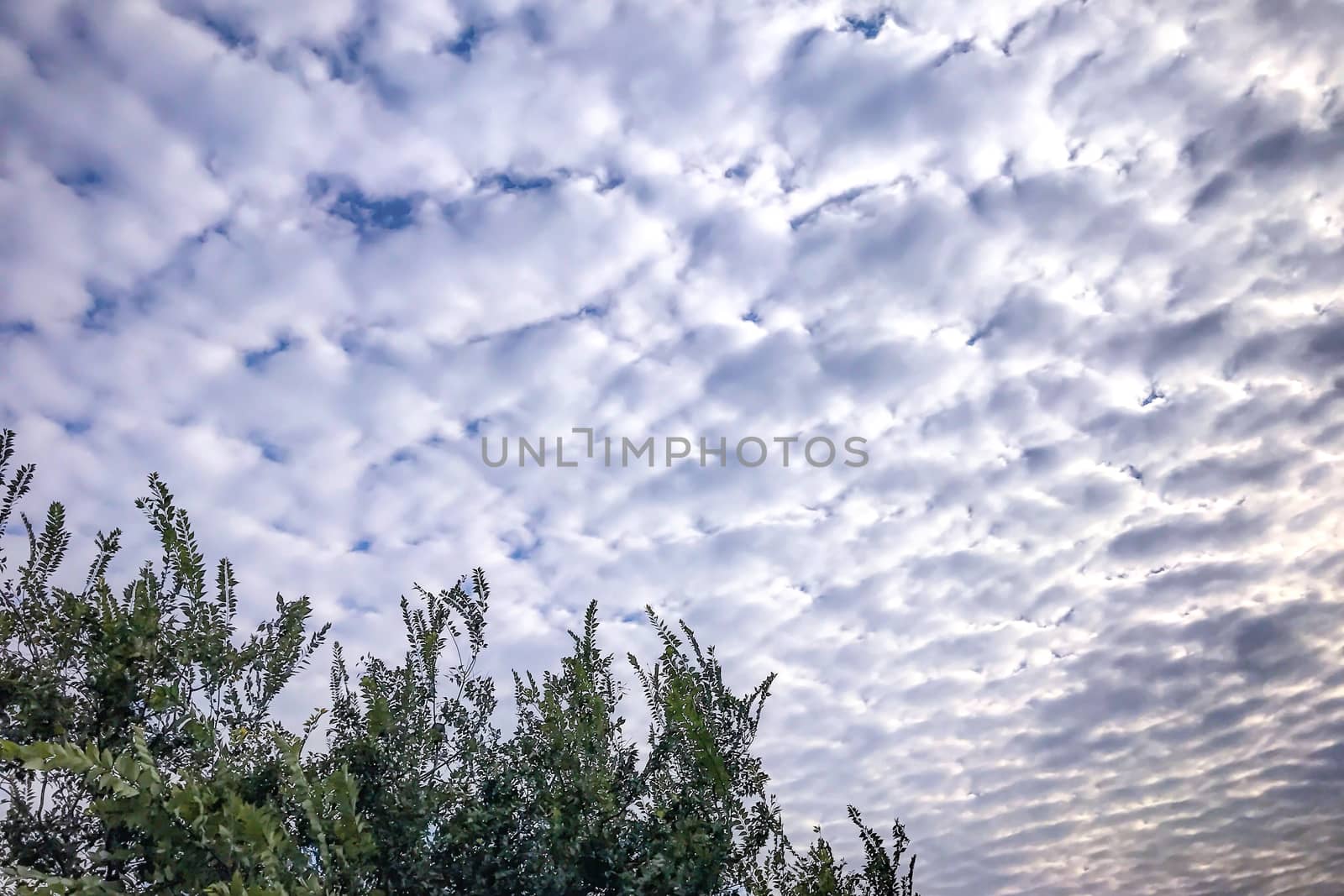 Blue sky, white cloudscape and green tree by cougarsan