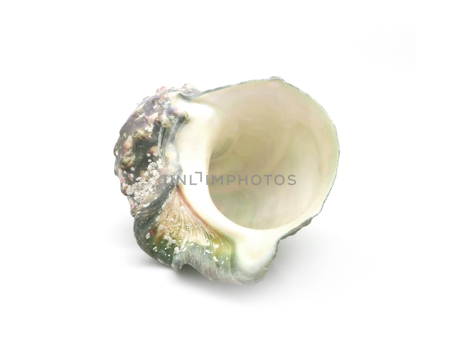 The shell of Luminous shellfish on white background