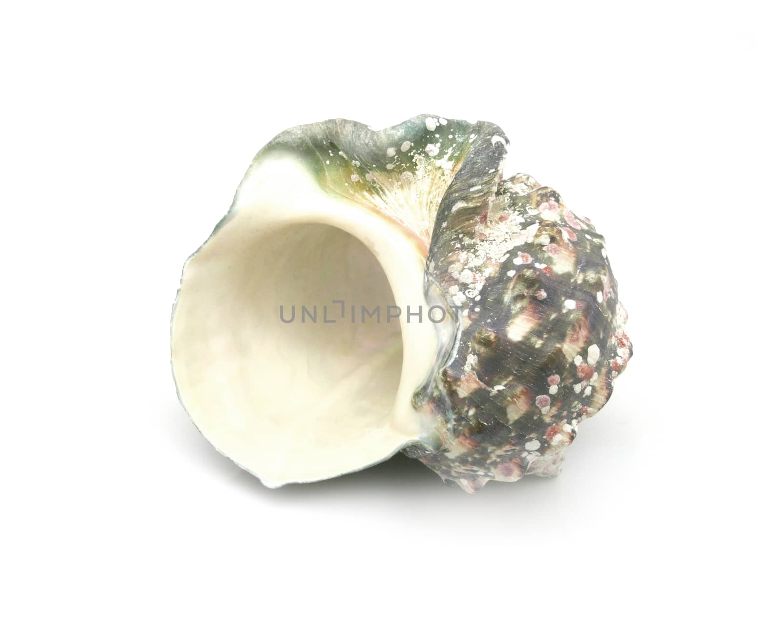 The shell of Luminous shellfish on white background by cougarsan