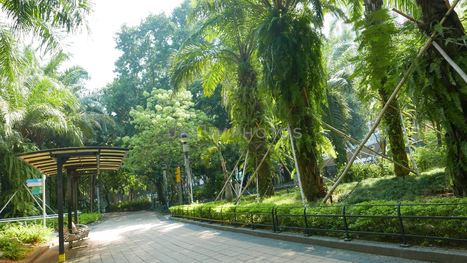 Outdoor wooden bench, green plants and trees in the park