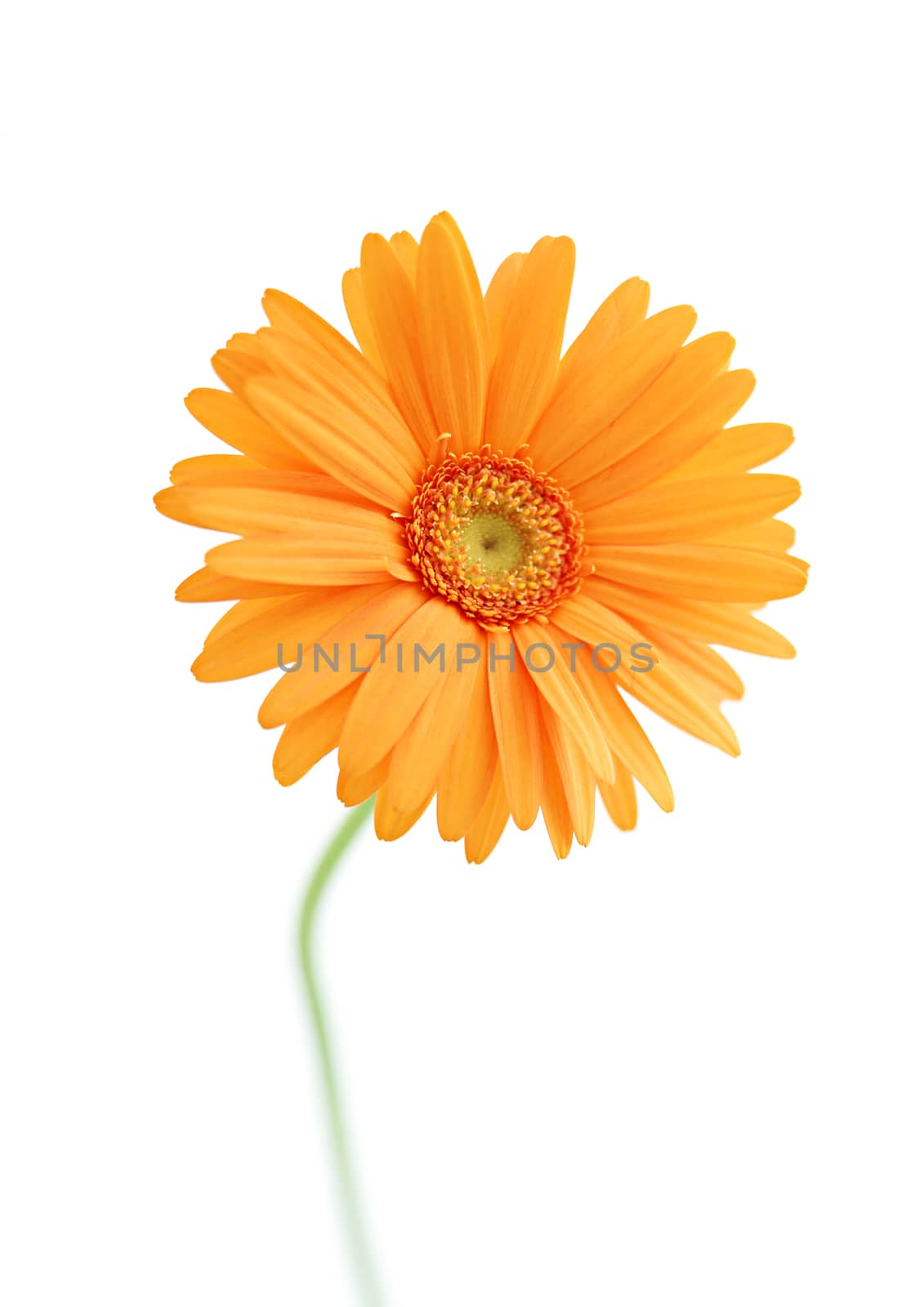 Orange sunflower flowers on white background by cougarsan