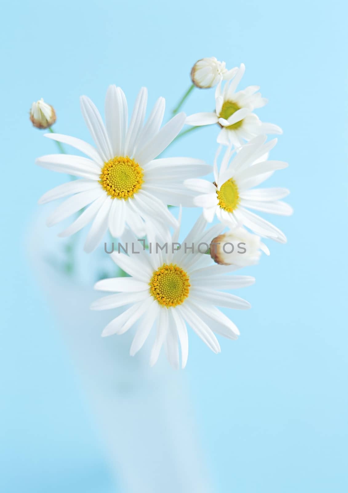 Few white sunflower flowers on blue background