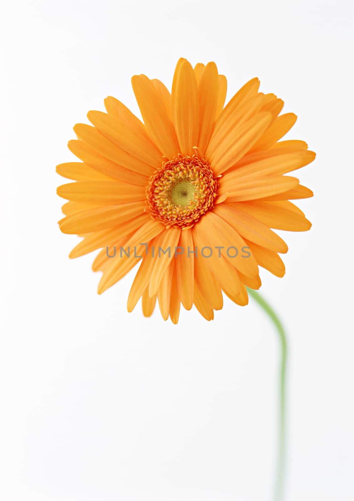 Orange sunflower flowers on white background