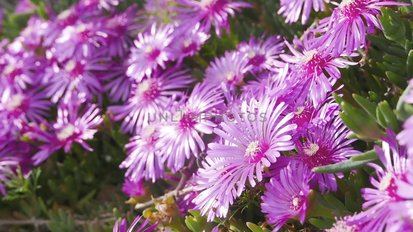 Wildflowers near the road in sunny day