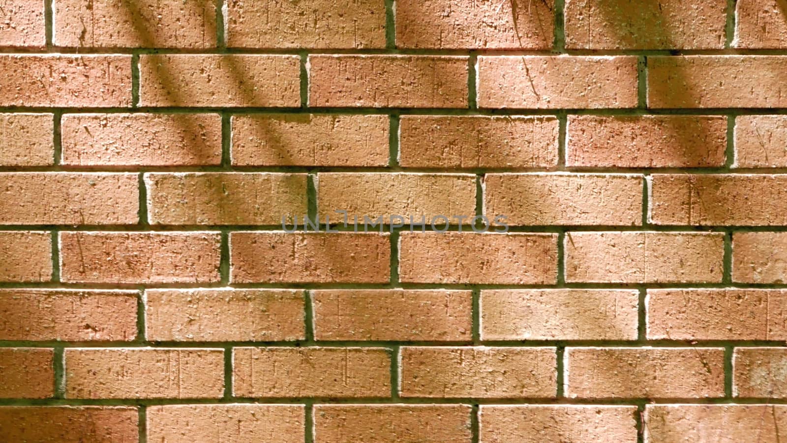 Brick wall with tree shadow in the park