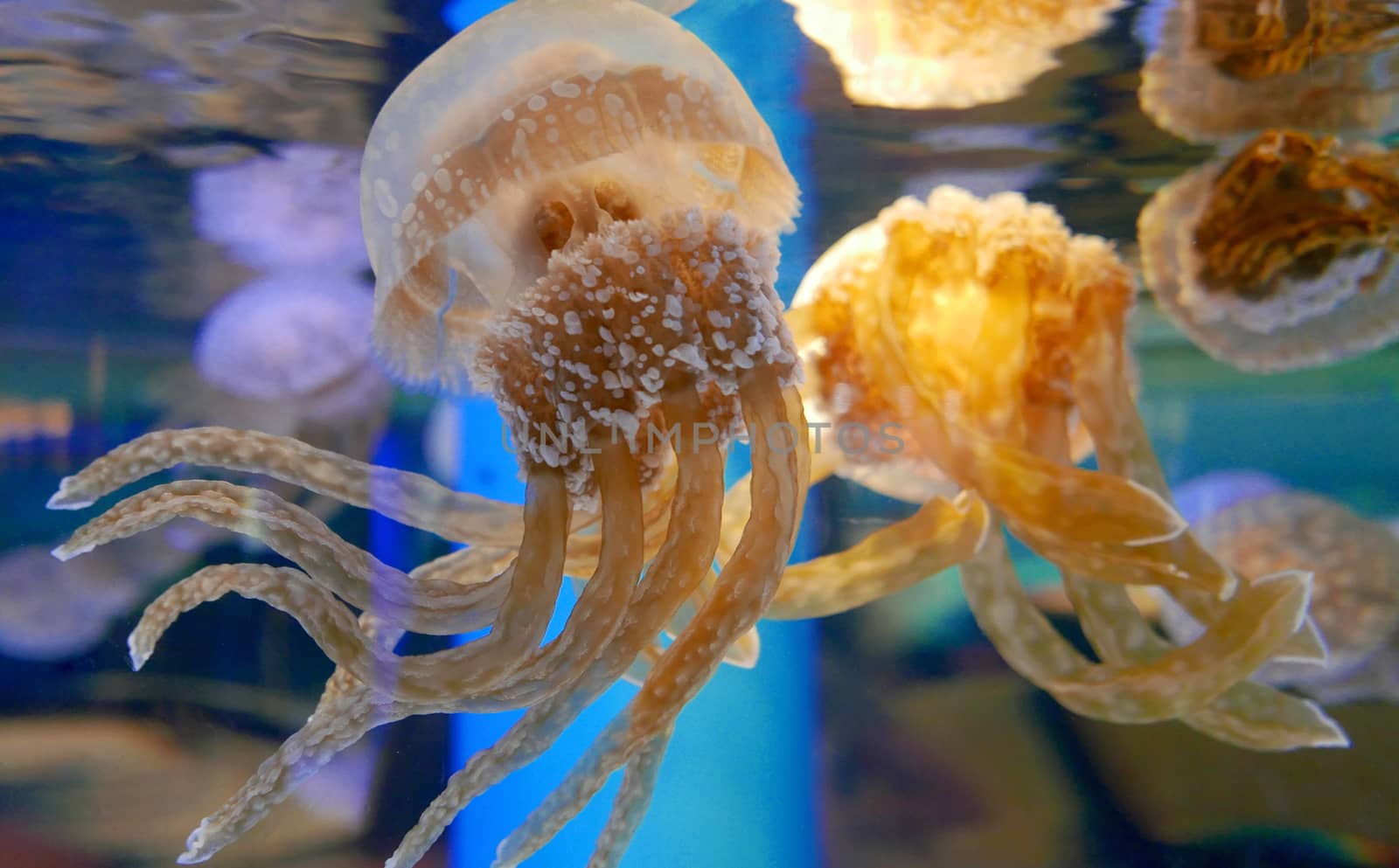 Group of jellyfish in aquarium by cougarsan