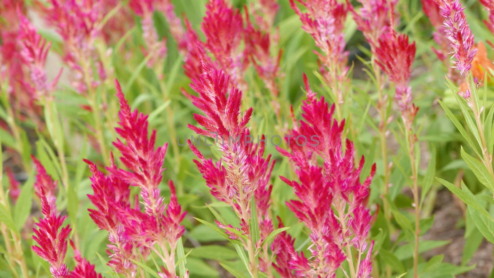 Red flowers and green leaves in the garden