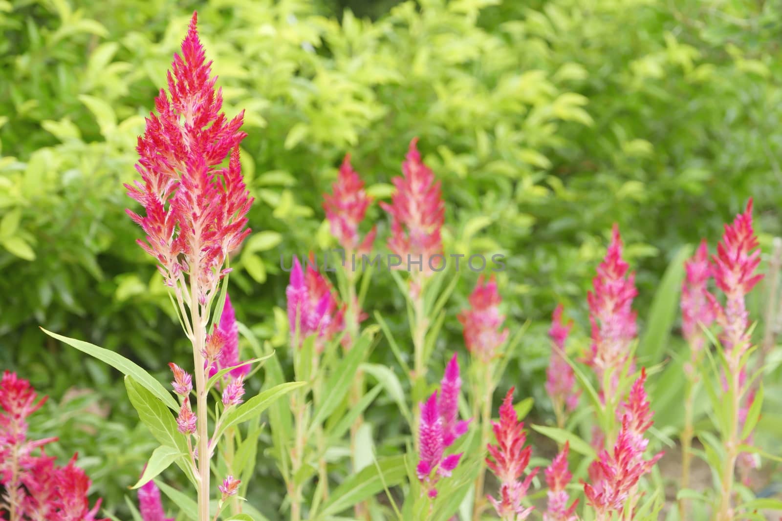 Red flowers and green leaves in the garden