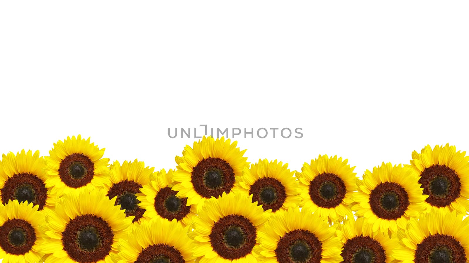 Yellow flowers on the white background