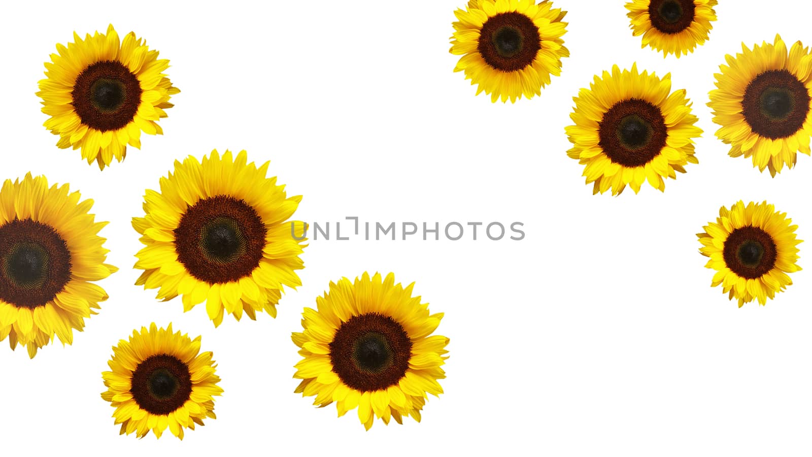 Yellow sunflowers with white background by cougarsan