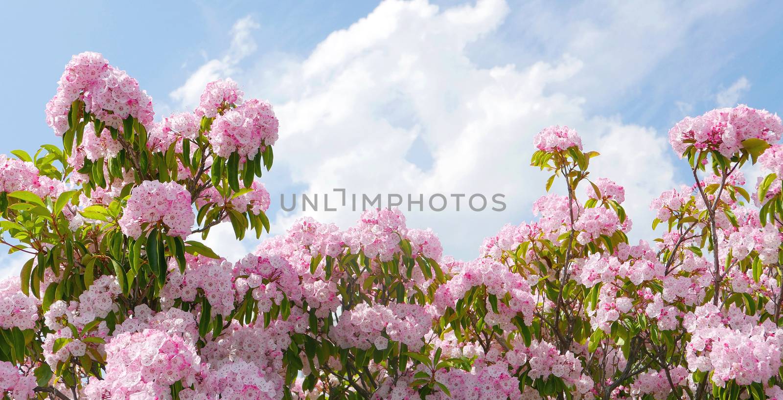 Japan pink blossoms in springtime