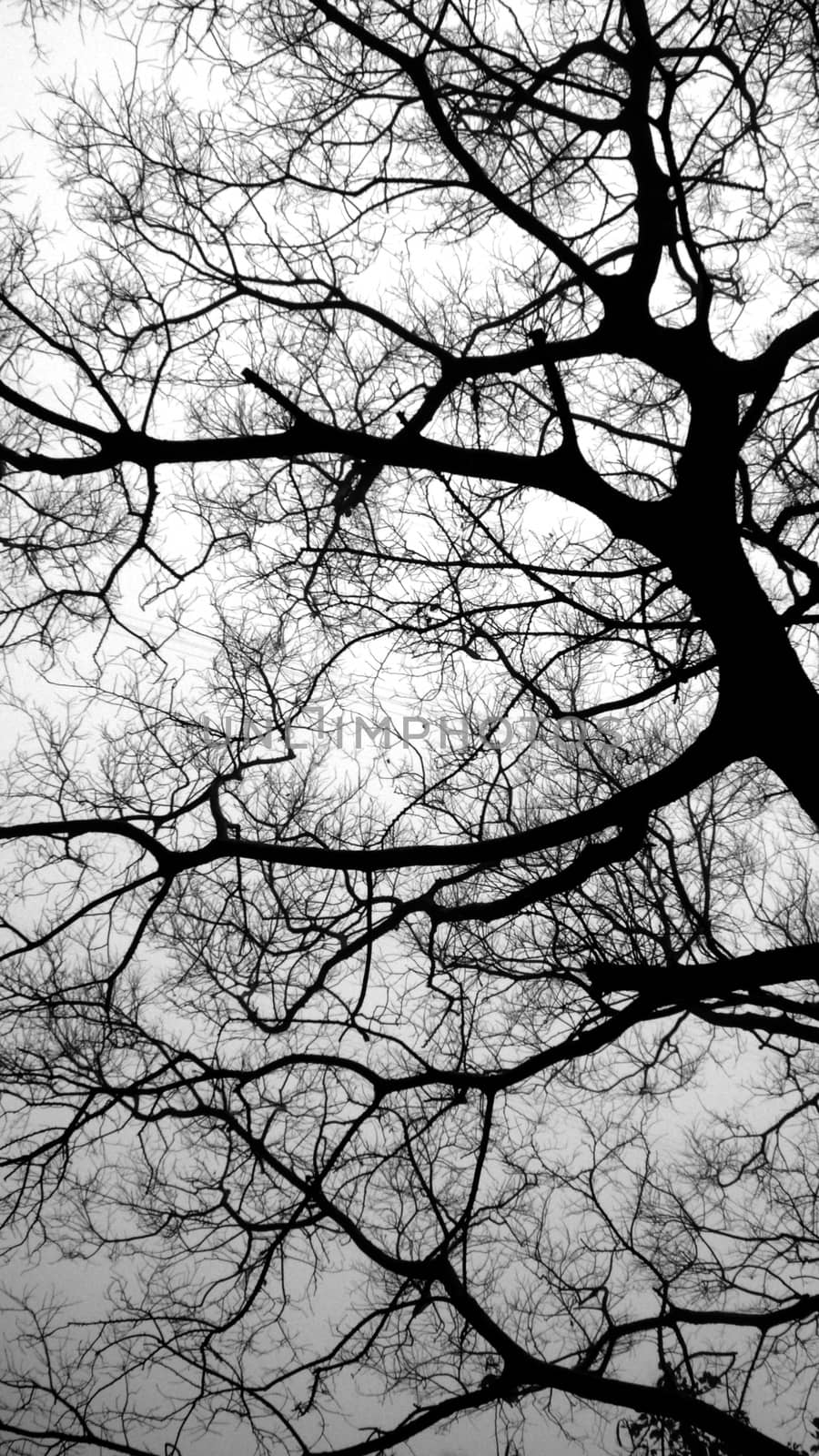 Trees near the lake in black and white by cougarsan