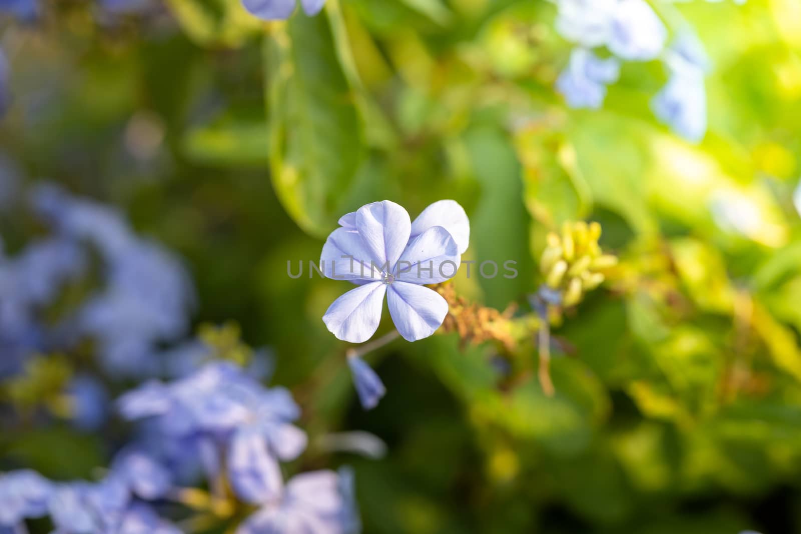 The background image of the colorful flowers, background nature