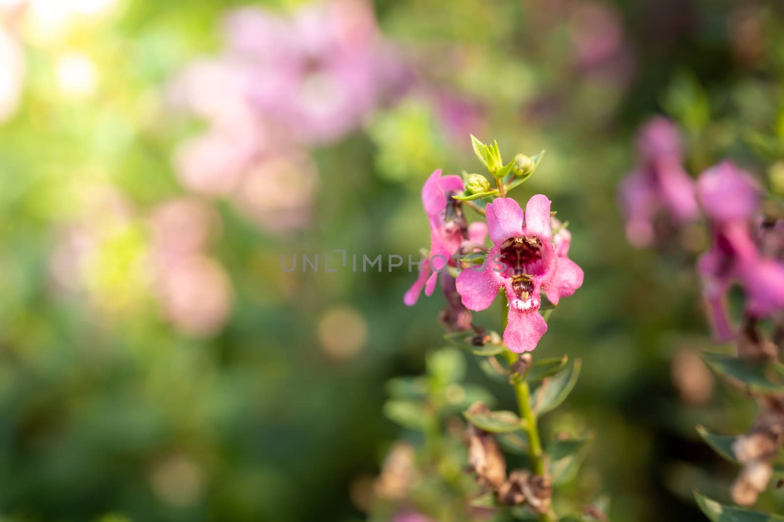 The background image of the colorful flowers, background nature