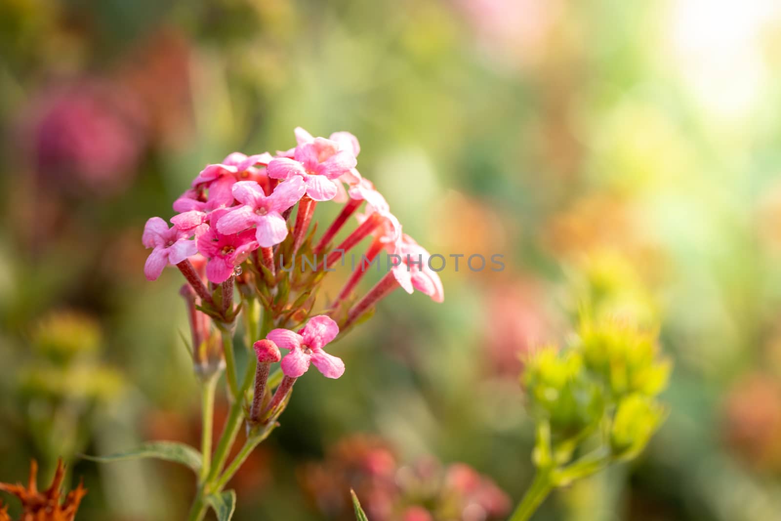 The background image of the colorful flowers, background nature